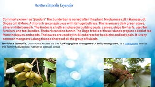 Sundari Tree Timber ANDAMAN AND NICOBAR ISLAND 9TH D.pptx ppt | PPTX