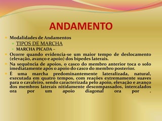 ANDAMENTO
 Modalidades de Andamentos
 TIPOS DE MARCHA
 MARCHA PICADA –
 Ocorre quando evidencia-se um maior tempo de deslocamento
(elevação, avanço e apoio) dos bípedes laterais.
 Na sequência de apoios, o casco do membro anterior toca o solo
imediatamente após o apoio do casco do membro posterior.
 É uma marcha predominantemente lateralizada, natural,
executada em quatro tempos, com reações extremamente suaves
para o cavaleiro, sendo caracterizada pelo apoio, elevação e avanço
dos membros laterais nitidamente descompassados, intercalados
ora por um apoio diagonal ora por .
 