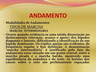 ANDAMENTO
 Modalidades de Andamentos
 TIPOS DE MARCHA
 MARCHA INTERMEDIARIA
 Ocorre quando evidencia-se uma nítida dissociação no
deslocamento (elevação, avanço e apoio) dos bípedes
diagonais e laterais, dificultando a identificação de um
bípede dominante. Os tríplice apoios são evidentes, de
frequência regular e boa definição. A denominação
"marcha intermediária" é justificada pelo fato do
andamento estar situado em um ponto central, entre a
marcha picada e a marcha batida, mantendo uma
equidistância da andadura e do trote. As batidas dos
cascos sobre o solo são perfeitamente espaçadas
 