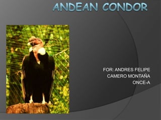 AndeanCondor FOR: ANDRES FELIPE  CAMERO MONTAÑA ONCE-A 