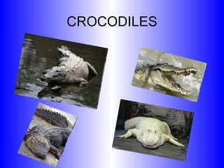CROCODILES 