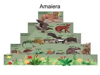 Amaiera 