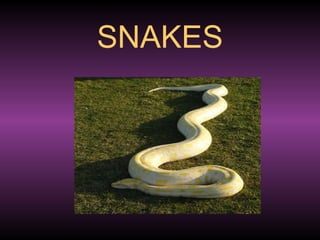 SNAKES 