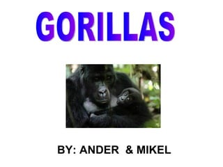 GORILLAS BY: ANDER  & MIKEL 