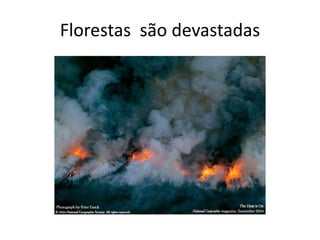 Florestas  são devastadas