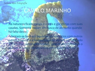CAVALO MARINHO

∗ Na natureza ficam presos à corais e gorgônias com suas
  caudas. Somente nadam em busca de alimento quando
  há falta deste.
∗ Adaptam-se bem em aquários comunitários com outros
  peixes pequenos e lentos, mas não deverá ser colocado
  em aquário com invertebrados. (alguns invertebrados o
  atacam e outros são atacados pelo cavalo-marinho)
 