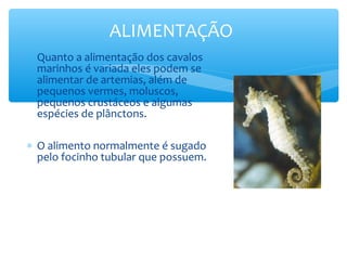 ALIMENTAÇÃO
∗ Quanto a alimentação dos cavalos
  marinhos é variada eles podem se
  alimentar de artemias, além de
  pequenos vermes, moluscos,
  pequenos crustáceos e algumas
  espécies de plânctons.

∗ O alimento normalmente é sugado
  pelo focinho tubular que possuem.
 