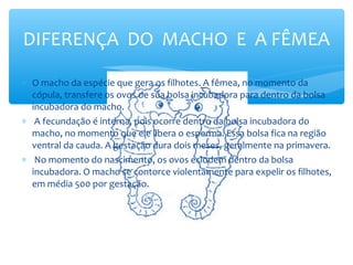 DIFERENÇA DO MACHO E A FÊMEA

∗ O macho da espécie que gera os filhotes. A fêmea, no momento da
  cópula, transfere os ovos de sua bolsa incubadora para dentro da bolsa
  incubadora do macho.
∗ A fecundação é interna, pois ocorre dentro da bolsa incubadora do
  macho, no momento que ele libera o esperma. Essa bolsa fica na região
  ventral da cauda. A gestação dura dois meses, geralmente na primavera.
∗ No momento do nascimento, os ovos eclodem dentro da bolsa
  incubadora. O macho se contorce violentamente para expelir os filhotes,
  em média 500 por gestação.
 