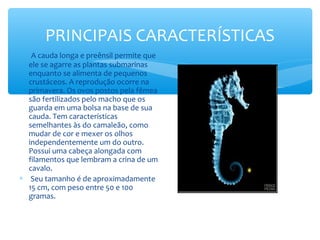 PRINCIPAIS CARACTERÍSTICAS
∗  A cauda longa e preênsil permite que
  ele se agarre as plantas submarinas
  enquanto se alimenta de pequenos
  crustáceos. A reprodução ocorre na
  primavera. Os ovos postos pela fêmea
  são fertilizados pelo macho que os
  guarda em uma bolsa na base de sua
  cauda. Tem características
  semelhantes às do camaleão, como
  mudar de cor e mexer os olhos
  independentemente um do outro.
  Possui uma cabeça alongada com
  filamentos que lembram a crina de um
  cavalo.
∗ Seu tamanho é de aproximadamente
  15 cm, com peso entre 50 e 100
  gramas.
 