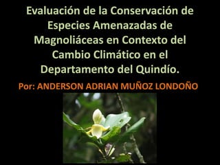 Evaluación de la Conservación de
Especies Amenazadas de
Magnoliáceas en Contexto del
Cambio Climático en el
Departamento del Quindío.
Por: ANDERSON ADRIAN MUÑOZ LONDOÑO
 