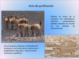 Acto de purificación Salimos en busca de la carretera Los Libertadores, mientras contemplamos aisladas manadas de vicuñas en las pampas de Castrovirreyna. Casi al instante arribamos a la fortaleza de Incahuasi y a un trecho de un camino inca – dirigiéndose a Ayacucho – discurre entre riachuelos y picaflores. 