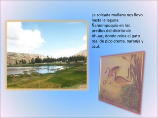 La soleada mañana nos llevo hasta la laguna Ñahuimpuquio en los predios del distrito de Ahuac, donde reina el pato real de pico crema, naranja y azul. 