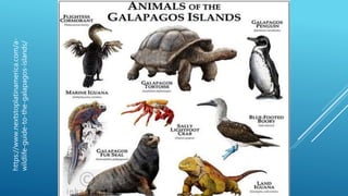 https://www.nextstoplatinamerica.com/a-
wildlife-guide-to-the-galapagos-islands/
 