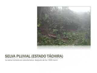 Selva pluvial (Estado Táchira)La selvahúmedaescaracterísticadespués de los 1500 msnm