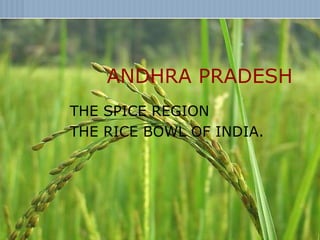 07/20/17 kumars recipe file 1
ANDHRA PRADESH
THE SPICE REGION
THE RICE BOWL OF INDIA.
 