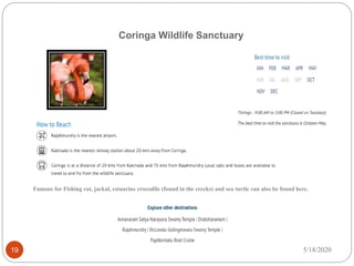 Coringa Wildlife Sanctuary
5/18/202019
Famous for Fishing cat, jackal, estuarine crocodile (found in the creeks) and sea turtle can also be found here.
 