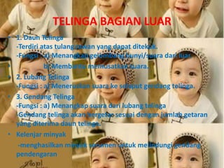 TELINGA BAGIAN LUAR
• 1. Daun Telinga
-Terdiri atas tulang rawan yang dapat ditekuk.
-Fungsi : a) Menangkap gelombang bunyi/suara dari luar.
• b) Membantu memusatkan suara.
• 2. Lubang Telinga
-Fungsi : a) Meneruskan suara ke selaput gendang telinga.
• 3. Gendang Telinga
-Fungsi : a) Menangkap suara dari lubang telinga
-Gendang telinga akan bergetar sesuai dengan jumlah getaran
yang diterima daun telinga.
• Kelenjar minyak
-menghasilkan minyak serumen untuk melindungi gendang
pendengaran
 