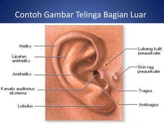 Contoh Gambar Telinga Bagian Luar
 