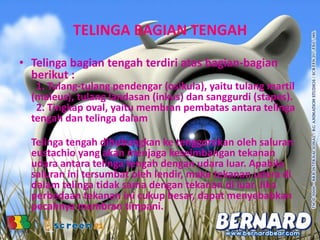 TELINGA BAGIAN TENGAH
• Telinga bagian tengah terdiri atas bagian-bagian
berikut :
1. Tulang-tulang pendengar (osikula), yaitu tulang martil
(maleus), tulang landasan (inkus) dan sanggurdi (stapes).
2. Tingkap oval, yaitu membran pembatas antara telinga
tengah dan telinga dalam
Telinga tengah dihubungkan ke tenggorokan oleh saluran
eustachio yang akan menjaga keseimbangan tekanan
udara antara telinga tengah dengan udara luar. Apabila
saluran ini tersumbat oleh lendir, maka tekanan udara di
dalam telinga tidak sama dengan tekanan di luar. Jika
perbedaan tekanan ini cukup besar, dapat menyebabkan
pecahnya membran timpani.
 