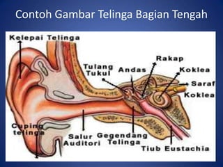 Contoh Gambar Telinga Bagian Tengah
 