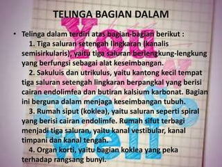 TELINGA BAGIAN DALAM
• Telinga dalam terdiri atas bagian-bagian berikut :
1. Tiga saluran setengah lingkaran (kanalis
semisirkularis), yaitu tiga saluran berlengkung-lengkung
yang berfungsi sebagai alat keseimbangan.
2. Sakuluis dan utrikulus, yaitu kantong kecil tempat
tiga saluran setengah lingkaran berpangkal yang berisi
cairan endolimfea dan butiran kalsium karbonat. Bagian
ini berguna dalam menjaga keseimbangan tubuh.
3. Rumah siput (koklea), yaitu saluran seperti spiral
yang berisi cairan endolimfe. Rumah sifut terbagi
menjadi tiga saluran, yaitu kanal vestibular, kanal
timpani dan kanal tengah.
4. Organ korti, yaitu bagian koklea yang peka
terhadap rangsang bunyi.
 