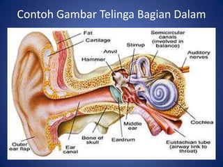 Contoh Gambar Telinga Bagian Dalam
 
