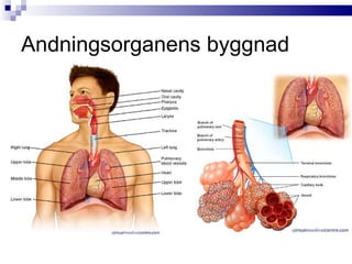 Andningen | PPT