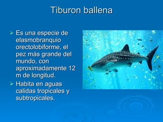 Tiburon ballena Es una especie de elasmobranquio orectolobiforme, el pez más grande del mundo, con aproximadamente 12 m de longitud.  Habita en aguas calidas tropicales y subtropicales. 