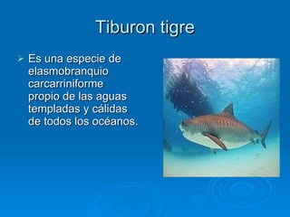 Tiburon tigre Es una especie de elasmobranquio carcarriniforme  propio de las aguas templadas y cálidas de todos los océanos. 