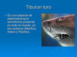 Tiburon toro Es una especie de elasmobranquio lamniforme presente en todo el mundo, en los océanos Átlantico, Índico y Pacífico. 