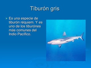 Tiburón gris  Es una especie de tiburón réquiem. Y es uno de los tiburónes más comunes del Indio Pacífico.  