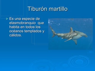 Tiburón martillo Es una especie de elasmobranquio  que habita en todos los océanos templados y cálidos. 