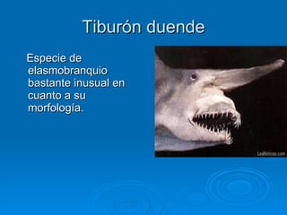 Tiburón duende Especie de elasmobranquio  bastante inusual en cuanto a su morfología. 