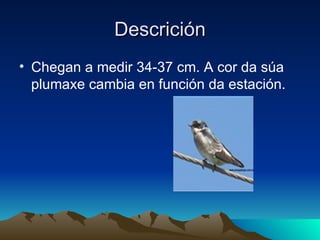Descrición Chegan a medir 34-37 cm. A cor da súa plumaxe cambia en función da estación.
