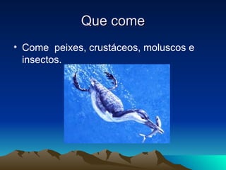 Que come Come peixes, crustáceos, moluscos e insectos.