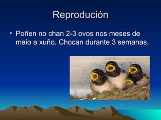 Reprodución Poñen no chan 2-3 ovos nos meses de maio a xuño. Chocan durante 3 semanas.
