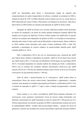 18
AgNP nas mitocôndrias pode alterar o funcionamento regular da organela pelo
comprometimento da cadeia transportadora de elétrons, resultando na produção de EROs e
redução da síntese de ATP. As EROs altamente reativas podem, por sua vez, causar danos ao
DNA (detectados por ensaio Cometa e Micronúcleo com bloqueio da citocinese). Além disso,
danos diretos ao DNA podem ser causados pela deposição de AgNP no núcleo celular.
Agregados de AgNP envolvidos com vesículas endocíticas também foram detectados
no interior do citoplasma e do núcleo de células epiteliais brônquicas humanas (BEAS-2B)
tratadas com 10 µg/mL de AgNP por 24 horas. Células tratadas com AgNP (0,01-10 µg/mL)
exibiram um aumento dose dependente de quebras no DNA e na formação de micronúcleos,
indicados pelo ensaio Cometa e pelo teste de Micronúcleo, respectivamente. Danos oxidativos
ao DNA também foram detectados pelo ensaio Cometa modificado (FPG e Endo III),
apontando a participação do estresse oxidativo na genotoxicidade induzida pelas AgNP
avaliadas (KIM et al., 2011).
Park e colaboradores (2011), por sua vez, demonstraram que o potencial das AgNP
para induzir danos celulares é dependente do tamanho. AgNP de 20 nm foram mais tóxicas
que AgNP maiores (80 e 113 nm) tanto em fibroblastos (L929) quanto em macrófagos (RAW
264.7). Toxicidade dependente de tamanho também foi relatada por Gorth e colaboradores
(2011), mas ao contrário dos resultados relatados anteriormente, observou-se que AgNP
menores (20-30 nm e 100 nm) são significativamente menos tóxicas às larvas de Drosophila
melanogaster do que partículas maiores (> 100 nm).
Além de afetar o desenvolvimento de D. melanogaster, AgNP podem afetar as
características físicas das moscas sobreviventes, especialmente a pigmentação e tamanho
corporal, como apontam os resultados apresentados por Panacek e colaboradores (2011). Com
o aumento da exposição às AgNP (> 5 mg/L), maior a redução da pigmentação e tamanho
corporal.
Outros estudos in vivo sobre a toxicidade de AgNP foram realizados utilizando a D.
melanogaster como organismo experimental. Larvas de terceiro estágio alimentadas com
diferentes concentrações de AgNP misturadas ao meio de cultura (50 e 100 µg/mL) por 24 e
48 horas apresentaram um aumento na geração de EROs evidenciada pelo aumento dos níveis
de malondialdeído (MDA) - produto final da peroxidação lipídica -, redução dos níveis de
glutationa e aumento das atividades das enzimas antioxidantes superóxido dismutase (SOD) e
 