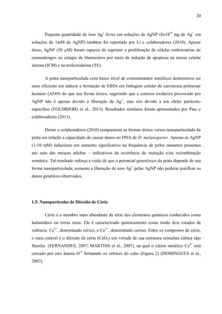 20
Pequena quantidade de íons Ag+
livres em soluções de AgNP (8x10-5
mg de Ag+
em
soluções de 1mM de AgNP) também foi reportada por Li e colaboradores (2010). Apesar
disso, AgNP (50 µM) foram capazes de suprimir a proliferação de células embrionárias de
camundongos no estágio de blastocistos por meio da indução de apoptose na massa celular
interna (ICM) e na trofectoderma (TE).
A prata nanoparticulada com baixo nível de contaminantes metálicos demonstrou ser
mais eficiente em induzir a formação de EROs em linhagem celular de carcinoma pulmonar
humano (A549) do que sua forma iônica, sugerindo que o estresse oxidativo provocado por
AgNP não é apenas devido a liberação de Ag+
, mas sim devido a um efeito partícula-
específico (FOLDBJERG et al., 2011). Resultados similares foram apresentados por Piao e
colaboradores (2011).
Demir e colaboradores (2010) compararam as formas iônica versus nanoparticulada da
prata em relação a capacidade de causar danos no DNA de D. melanogaster. Apenas as AgNP
(1-10 mM) induziram um aumento significativo na frequência de pelos mutantes presentes
nas asas das moscas adultas – indicativos da ocorrência de mutação e/ou recombinação
somática. Tal resultado reforça a visão de que o potencial genotóxico da prata depende de sua
forma nanoparticulada, somente a liberação de íons Ag+
pelas AgNP não poderia justificar os
danos genéticos observados.
1.5. Nanopartículas de Dióxido de Cério
Cério é o membro mais abundante da série dos elementos químicos conhecidos como
lantanídeos ou terras raras. Ele é caracterizado quimicamente como tendo dois estados de
valência: Ce4+
, denominado cérico, e Ce3+
, denominado ceroso. Entre os compostos de cério,
o mais estável é o dióxido de cério (CeO2) em virtude de sua estrutura cristalina cúbica tipo
fluorita (FERNANDES, 2007; MARTINS et al., 2007), na qual o cátion metálico Ce4+
está
cercado por oito ânions O-2
formando os vértices do cubo (Figura 2) (DOMINGUES et al.,
2007).
 
