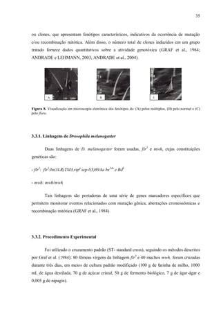 35
ou clones, que apresentam fenótipos característicos, indicativos da ocorrência de mutação
e/ou recombinação mitótica. Além disso, o número total de clones induzidos em um grupo
tratado fornece dados quantitativos sobre a atividade genotóxica (GRAF et al., 1984;
ANDRADE e LEHMANN, 2003; ANDRADE et al., 2004).
Figura 8. Visualização em microscopia eletrônica dos fenótipos de: (A) pelos múltiplos, (B) pelo normal e (C)
pelo flare.
3.3.1. Linhagens de Drosophila melanogaster
Duas linhagens de D. melanogaster foram usadas, flr3
e mwh, cujas constituições
genéticas são:
- flr3
: flr3
/In(3LR)TM3,ripp
sep l(3)89Aa bx34e
e BdS
- mwh: mwh/mwh
Tais linhagens são portadoras de uma série de genes marcadores específicos que
permitem monitorar eventos relacionados com mutação gênica, aberrações cromossômicas e
recombinação mitótica (GRAF et al., 1984).
3.3.2. Procedimento Experimental
Foi utilizado o cruzamento padrão (ST- standard cross), seguindo os métodos descritos
por Graf et al. (1984): 80 fêmeas virgens da linhagem flr3
e 40 machos mwh, foram cruzadas
durante três dias, em meios de cultura padrão modificado (100 g de farinha de milho, 1000
mL de água destilada, 70 g de açúcar cristal, 50 g de fermento biológico, 7 g de ágar-ágar e
0,005 g de nipagin).
A B C
 