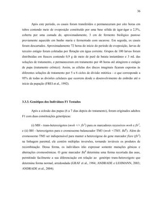 36
Após este período, os casais foram transferidos e permaneceram por oito horas em
tubos contendo meio de ovoposição constituído por uma base sólida de ágar-ágar a 2,5%,
coberta por uma camada de, aproximadamente, 3 cm de fermento biológico pastoso
previamente aquecido em banho maria e fermentado com sacarose. Em seguida, os casais
foram descartados. Aproximadamente 72 horas do início do período de ovoposição, larvas de
terceiro estágio foram coletadas por flotação em água corrente. Grupos de 100 larvas foram
distribuídas em frascos contendo 0,9 g de meio de purê de batata instantâneo e 3 mL das
soluções de tratamento, e permaneceram em tratamento por 48 horas até atingirem o estágio
de pupa (tratamento crônico). Assim, as células dos discos imaginais ficaram expostas às
diferentes soluções de tratamento por 5 a 6 ciclos de divisão mitótica - o que corresponde a
95% de todas as divisões celulares que ocorrem desde o desenvolvimento do embrião até o
início da pupação (FREI et al., 1992).
3.3.3. Genótipos dos Indivíduos F1 Testados
Após a eclosão das pupas (6 a 7 dias depois do tratamento), foram originados adultos
F1 com duas constituições genotípicas:
(i) MH - trans-heterozigotos (mwh +/+ flr3
) para os marcadores recessivos mwh e flr3
,
e (ii) BH - heterozigotos para o cromossomo balanceador TM3 (mwh +/TM3, BdS
). Além do
cromossomo TM3 ser indispensável para manter a heterozigose do gene marcador flare (flr3
)
na linhagem parental, ele contém múltiplas inversões, tornando inviáveis os produtos de
recombinação. Dessa forma, os indivíduos irão expressar somente mutações gênicas e
aberrações cromossômicas. O gene marcador BdS
determina uma forma recortada das asas,
permitindo facilmente a sua diferenciação em relação ao genótipo trans-heterozigoto que
determina forma normal, arredondada (GRAF et al., 1984; ANDRADE e LEHMANN, 2003;
ANDRADE et al., 2004).
 