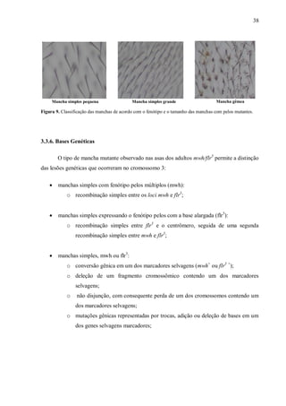 38
Figura 9. Classificação das manchas de acordo com o fenótipo e o tamanho das manchas com pelos mutantes.
3.3.6. Bases Genéticas
O tipo de mancha mutante observado nas asas dos adultos mwh/flr3
permite a distinção
das lesões genéticas que ocorreram no cromossomo 3:
 manchas simples com fenótipo pelos múltiplos (mwh):
o recombinação simples entre os loci mwh e flr3
;
 manchas simples expressando o fenótipo pelos com a base alargada (flr3
):
o recombinação simples entre flr3
e o centrômero, seguida de uma segunda
recombinação simples entre mwh e flr3
;
 manchas simples, mwh ou flr3
:
o conversão gênica em um dos marcadores selvagens (mwh+
ou flr3 +
);
o deleção de um fragmento cromossômico contendo um dos marcadores
selvagens;
o não disjunção, com consequente perda de um dos cromossomos contendo um
dos marcadores selvagens;
o mutações gênicas representadas por trocas, adição ou deleção de bases em um
dos genes selvagens marcadores;
Mancha gêmeaMancha simples pequena Mancha simples grande
 
