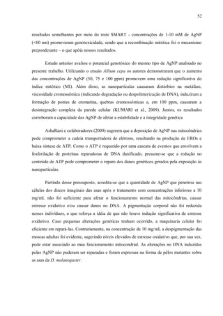 52
resultados semelhantes por meio do teste SMART - concentrações de 1-10 mM de AgNP
(<60 nm) promoveram genotoxicidade, sendo que a recombinação mitótica foi o mecanismo
preponderante – o que apóia nossos resultados.
Estudo anterior avaliou o potencial genotóxico do mesmo tipo de AgNP analisado no
presente trabalho. Utilizando o ensaio Allium cepa os autores demonstraram que o aumento
das concentrações de AgNP (50, 75 e 100 ppm) promovem uma redução significativa do
índice mitótico (MI). Além disso, as nanopartículas causaram distúrbios na metáfase,
viscosidade cromossômica (indicando degradação ou despolimerização de DNA), induziram a
formação de pontes de cromatina, quebras cromossômicas e, em 100 ppm, causaram a
desintegração completa da parede celular (KUMARI et al., 2009). Juntos, os resultados
corroboram a capacidade das AgNP de afetar a estabilidade e a integridade genética
AshaRani e colaboradores (2009) sugerem que a deposição de AgNP nas mitocôndrias
pode comprometer a cadeia transportadora de elétrons, resultando na produção de EROs e
baixa síntese de ATP. Como o ATP é requerido por uma cascata de eventos que envolvem a
fosforilação de proteínas reparadoras de DNA danificado, presume-se que a redução no
conteúdo de ATP pode comprometer o reparo dos danos genéticos gerados pela exposição às
nanopartículas.
Partindo desse pressuposto, acredita-se que a quantidade de AgNP que penetrou nas
células dos discos imaginais das asas após o tratamento com concentrações inferiores a 10
mg/mL não foi suficiente para afetar o funcionamento normal das mitocôndrias, causar
estresse oxidativo e/ou causar danos no DNA. A pigmentação corporal não foi reduzida
nesses indivíduos, o que reforça a idéia de que não houve indução significativa de estresse
oxidativo. Caso pequenas alterações genéticas tenham ocorrido, a maquinaria celular foi
eficiente em repará-las. Contrariamente, na concentração de 10 mg/mL a despigmentação das
moscas adultas foi evidente, sugerindo níveis elevados de estresse oxidativo que, por sua vez,
pode estar associado ao mau funcionamento mitocondrial. As alterações no DNA induzidas
pelas AgNP não puderam ser reparadas e foram expressas na forma de pêlos mutantes sobre
as asas da D. melanogaster.
 
