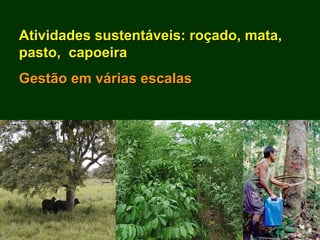 Exploração Florestal e Sustentabilidade - Andrea Alechandre