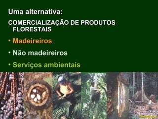 Exploração Florestal e Sustentabilidade - Andrea Alechandre