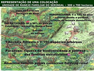 Exploração Florestal e Sustentabilidade - Andrea Alechandre