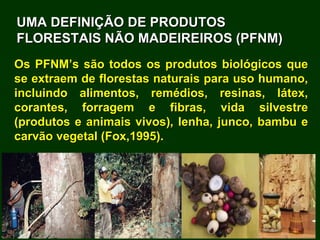 Exploração Florestal e Sustentabilidade - Andrea Alechandre