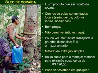 Exploração Florestal e Sustentabilidade - Andrea Alechandre