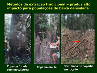 Exploração Florestal e Sustentabilidade - Andrea Alechandre