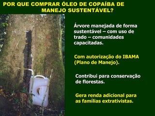 Exploração Florestal e Sustentabilidade - Andrea Alechandre