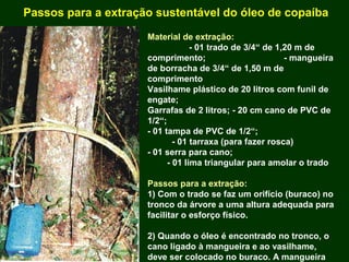 Exploração Florestal e Sustentabilidade - Andrea Alechandre